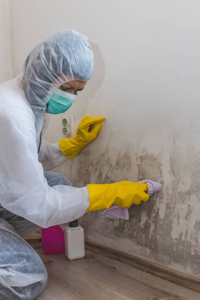Mold Removal for HVAC Installations in Heathcote, NJ